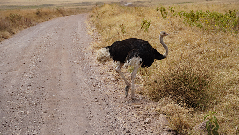 Ngorongoro, noj
